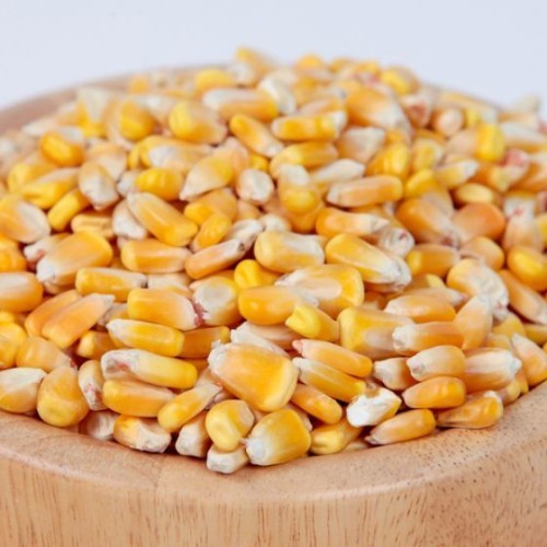 Yellow Corn 50 LB